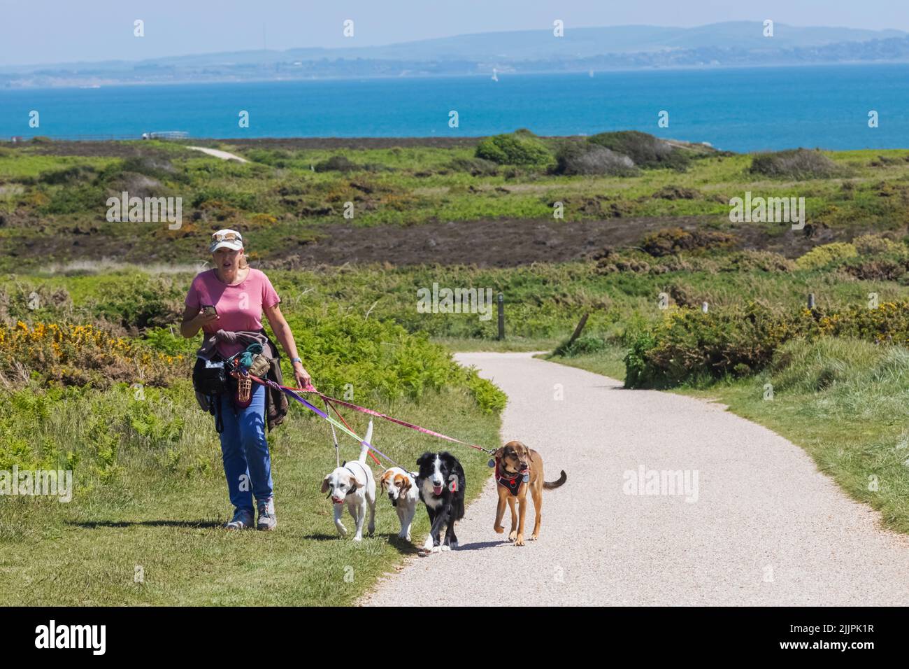 Inghilterra, Dorset, Christchurch, Hengistbury Head, Lady Walking Dogs Foto Stock