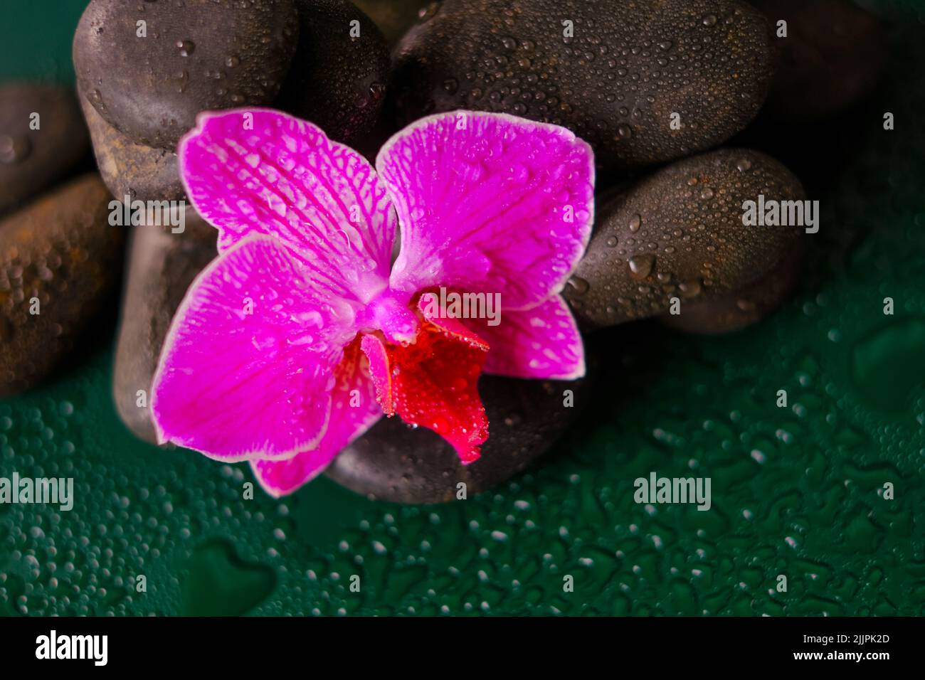 Fiori rosa orchidee e pietre grigie.carta da parati con pietre e fiori. Spa e wellness.beautiful natura carta da parati. Foto Stock