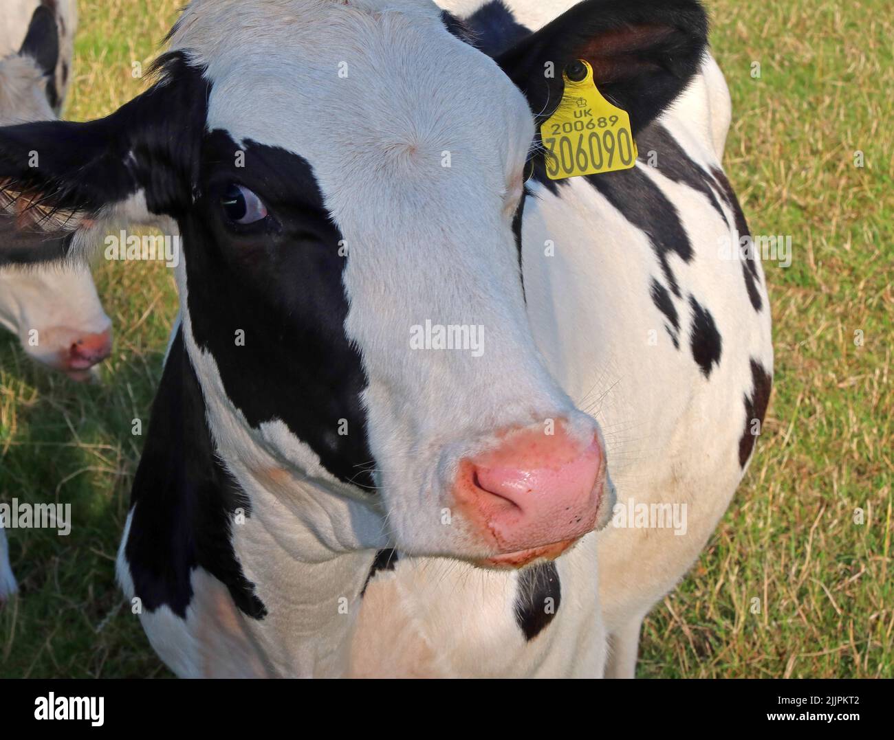 Bovino bovino con etichetta auricolare Thelwall, Grappenhall, Warrington, Cheshire, Inghilterra, Regno Unito, WA4 Foto Stock