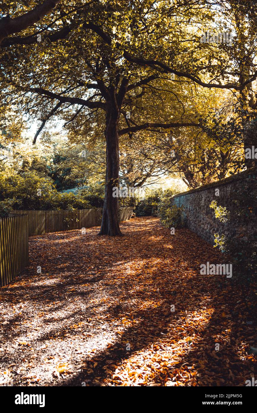 Una bella vista di un parco autunnale con alberi in una giornata di sole Foto Stock