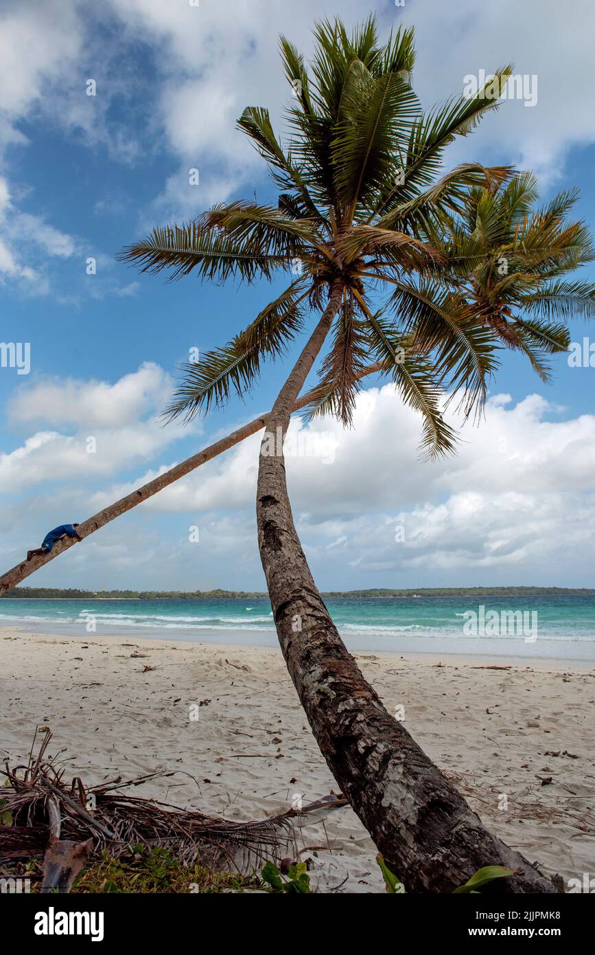 Uomo che sale su una palma pendente sulla spiaggia di Matwaer (Metro Beach), Kei Kecil, isole Kei, provincia di Maluku, Indonesia Foto Stock