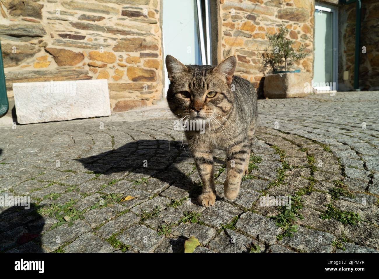 Un gatto grigio striato ferale sulla strada lastricata in una giornata di sole in estate Foto Stock