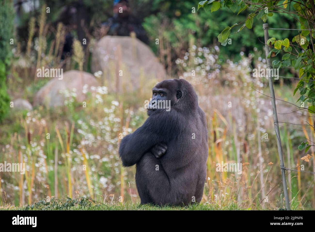 Un primo piano di un gorilla seduto in mezzo alla foresta e guardando dietro Foto Stock