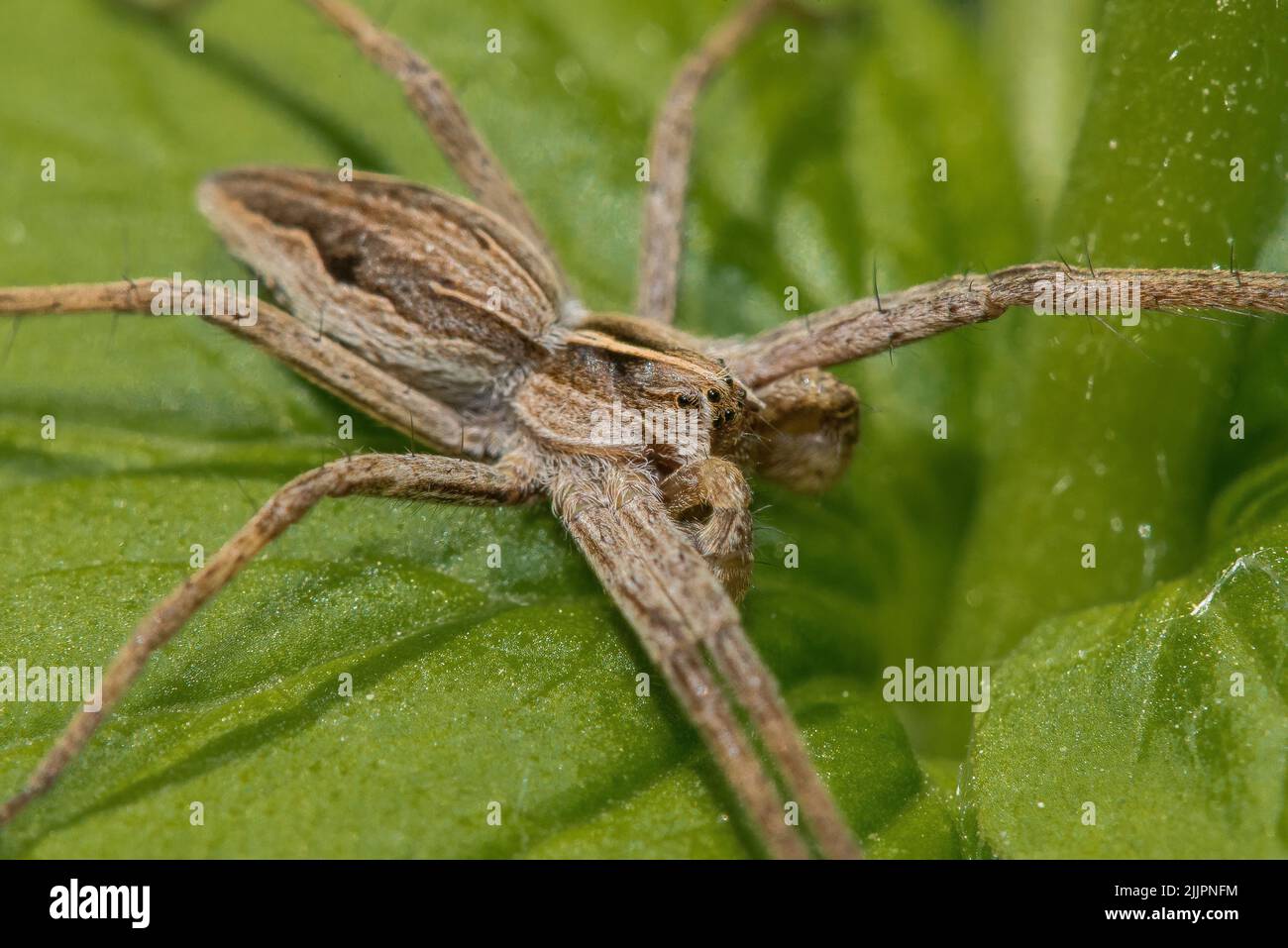 Un primo piano di un grande lupo marroni ragni su una pianta verde Foto Stock