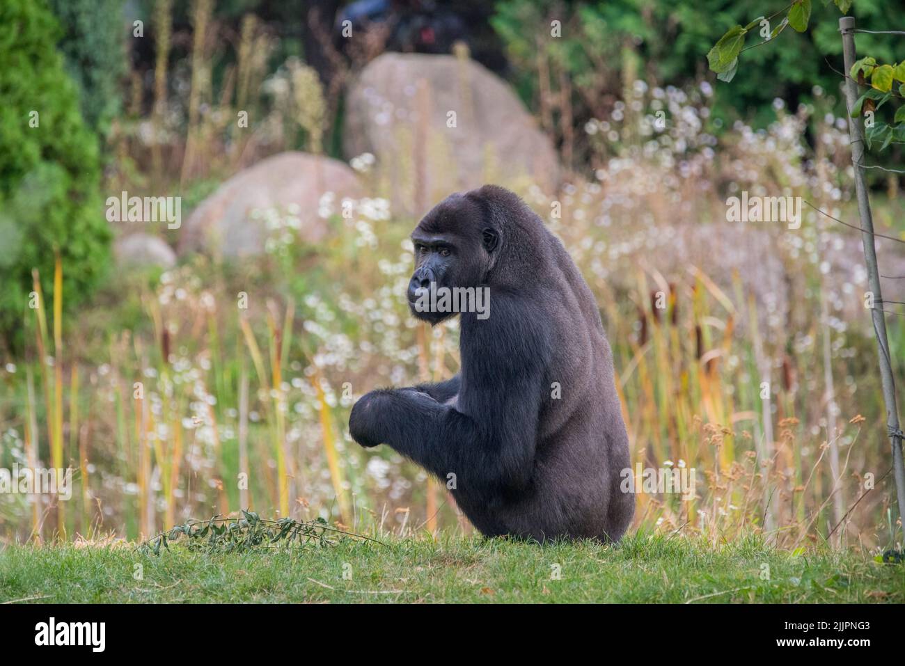 Un primo piano di un gorilla seduto in una foresta e guardando dietro Foto Stock