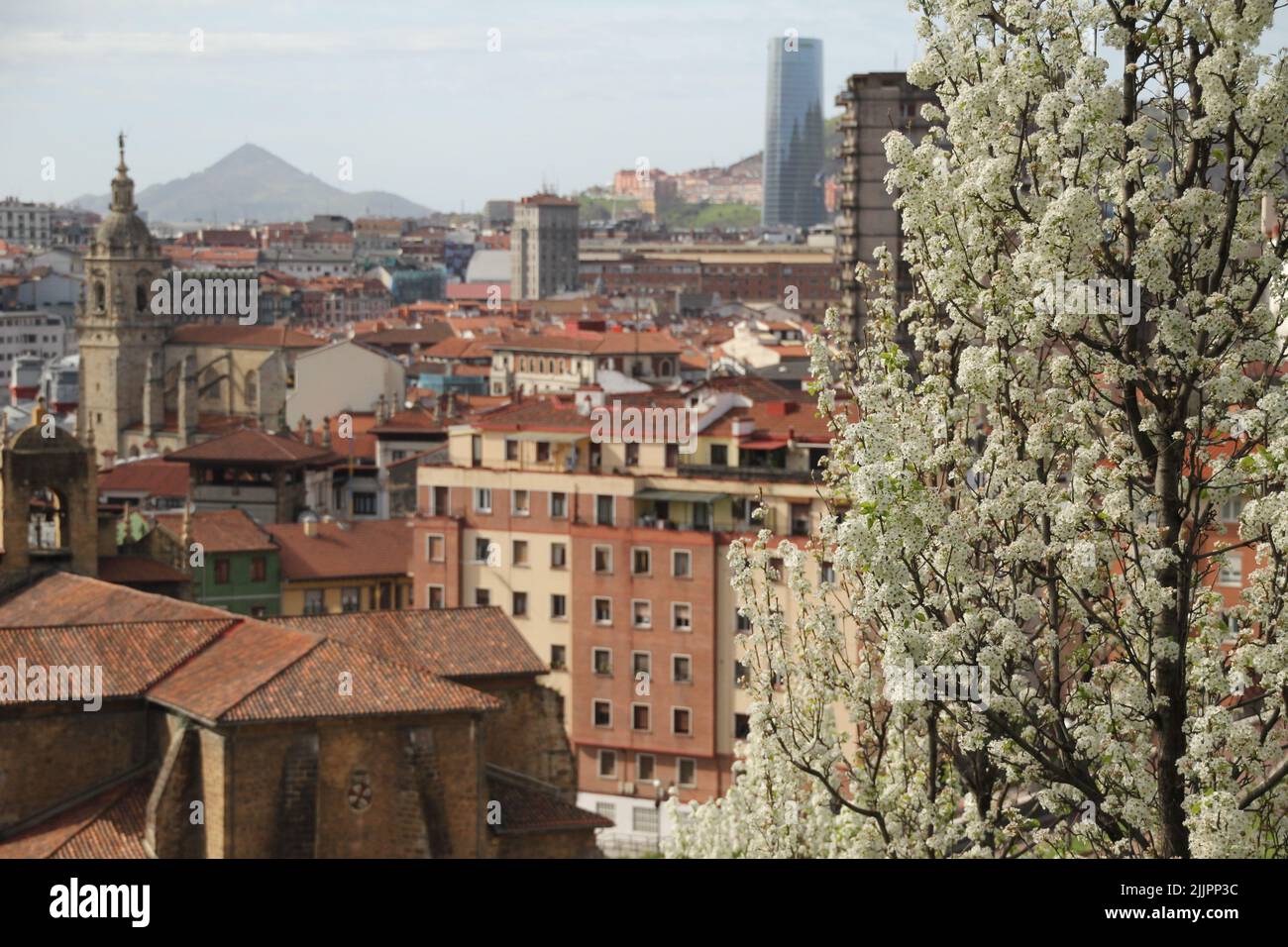 Un albero fiorito con gli edifici in mattonelle rosse sullo sfondo a Bilbao, in Spagna, durante una primavera Foto Stock