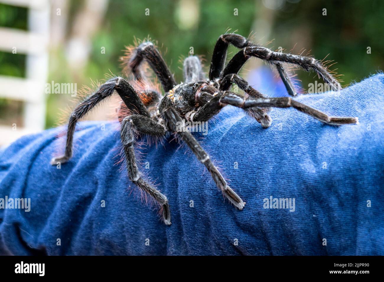 La tarantola del birdeater Goliath (Theraphosa blondi) nell'Amazzonia peruviana è il ragno più La tarantola del birdeater Goliath (Theraphosa blondi) nell'Amazzonia peruviana è il ragno più