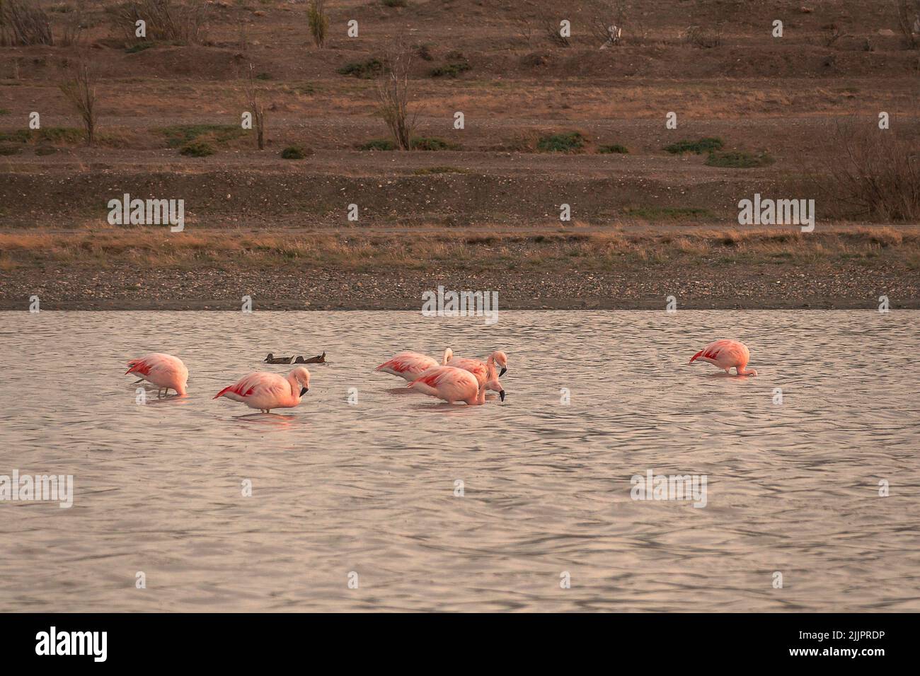 Bellissimi fenicotteri rossi appollaiati nell'acqua e foraggiati per il cibo Foto Stock