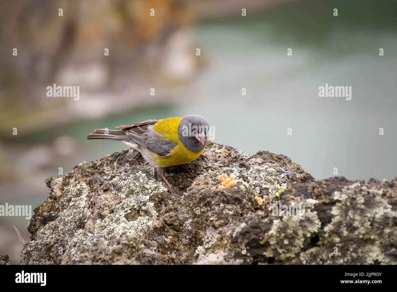 Un bellissimo uccello di Sierra finch con cappuccio grigio arroccato sulla roccia Foto Stock
