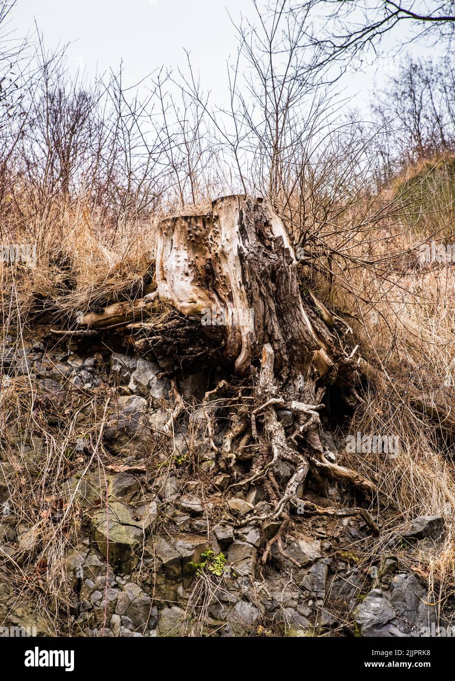 Un primo colpo di radici di un vecchio albero abbattuto e appassito Foto Stock