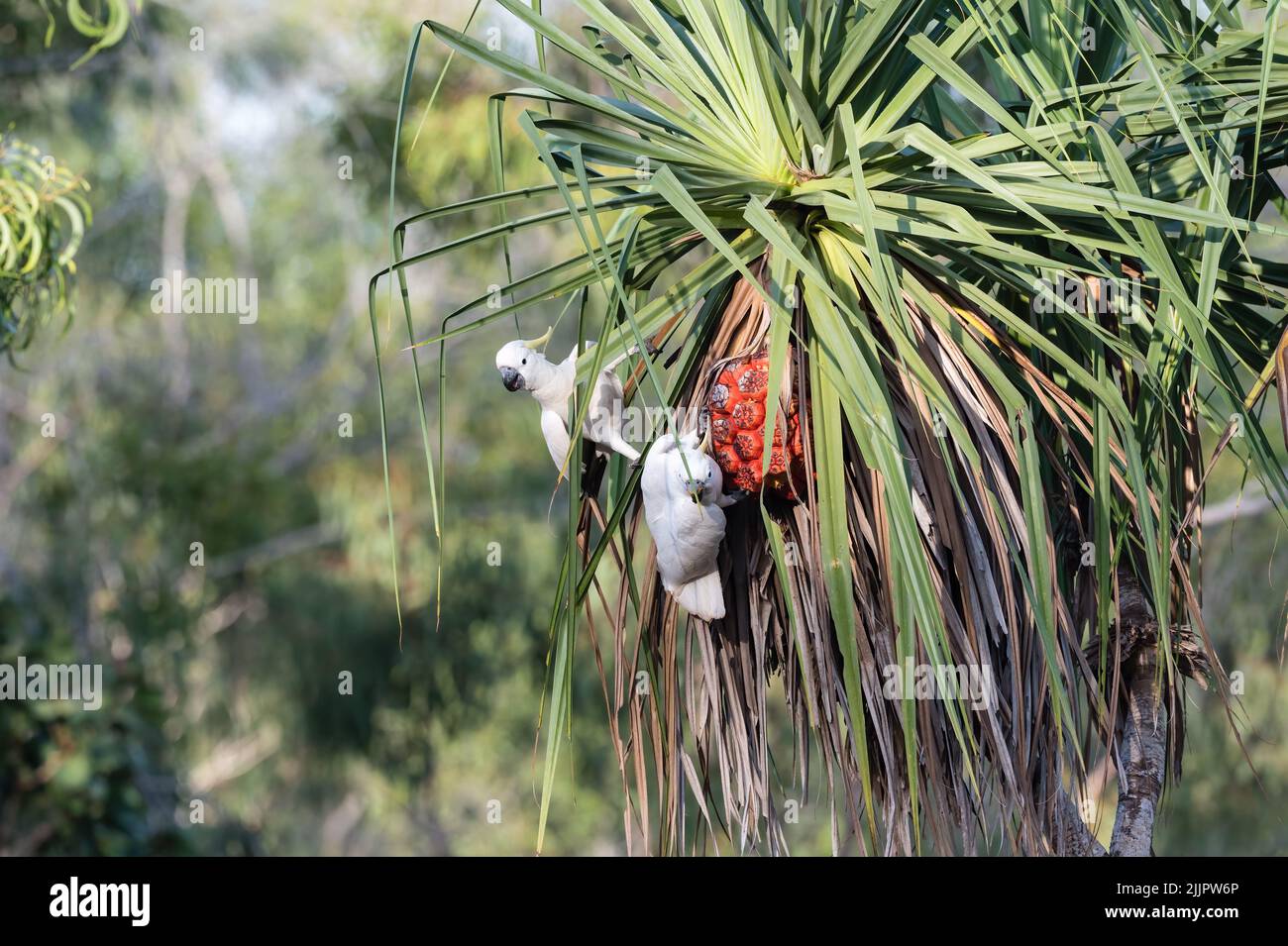 Un paio di cockatoo solforati che si nutrono di noci su una palma di pananus a Nhulynbuy sulla penisola di Gove, nel territorio settentrionale dell'Australia. Foto Stock