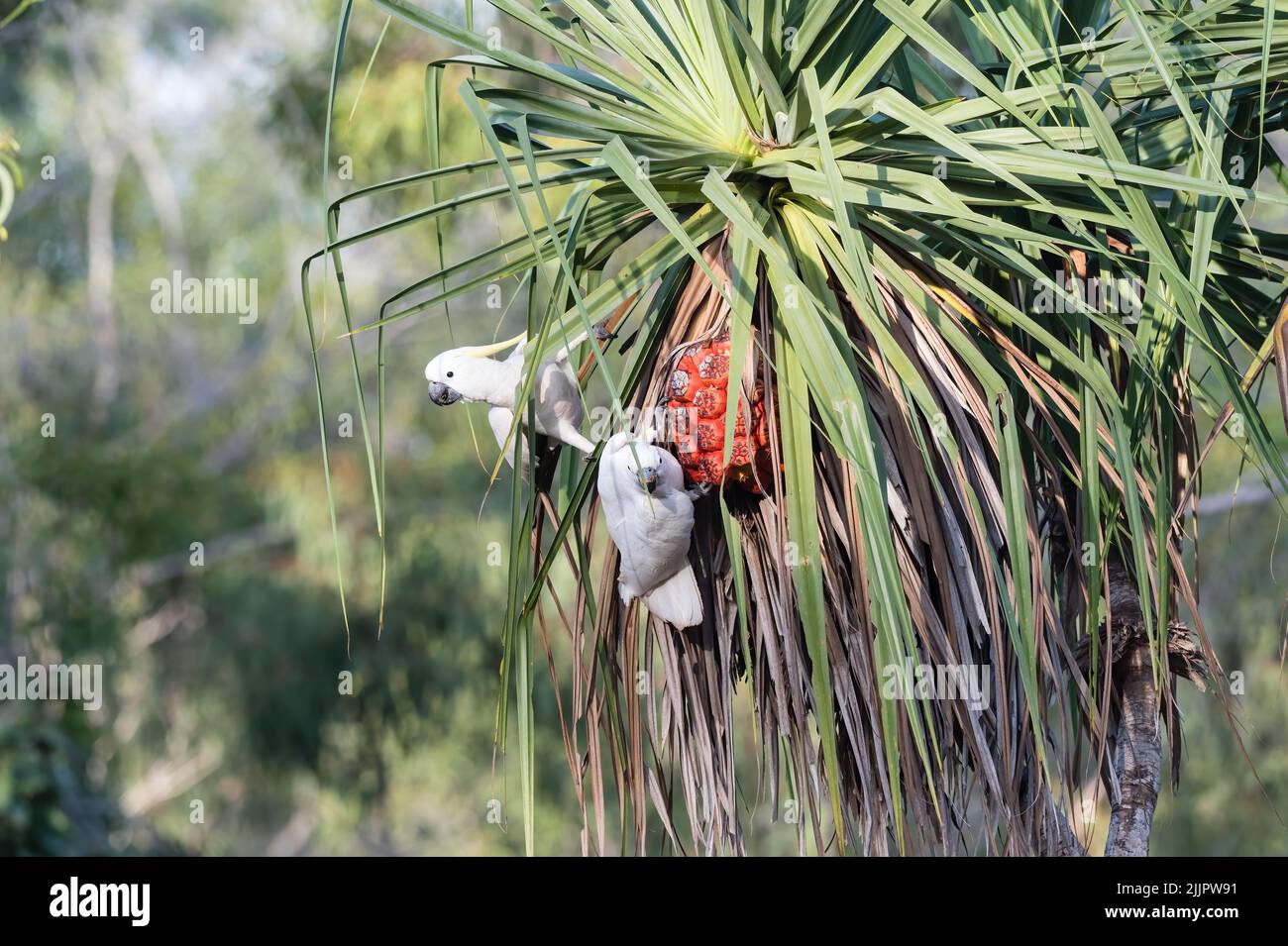 Un paio di cockatoo solforati che si nutrono di noci su una palma di pananus a Nhulynbuy sulla penisola di Gove, nel territorio settentrionale dell'Australia. Foto Stock