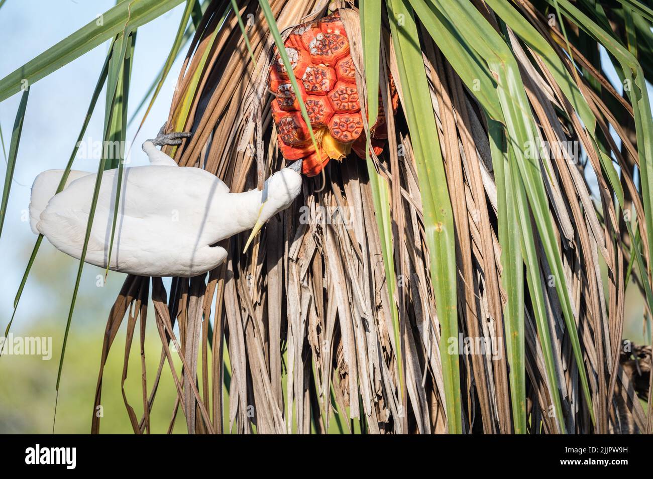Un unico cockatoo solforato che si nutre di noci su una palma di pananus a Nhulynbuy, nella penisola di Gove, nel territorio settentrionale dell'Australia. Foto Stock