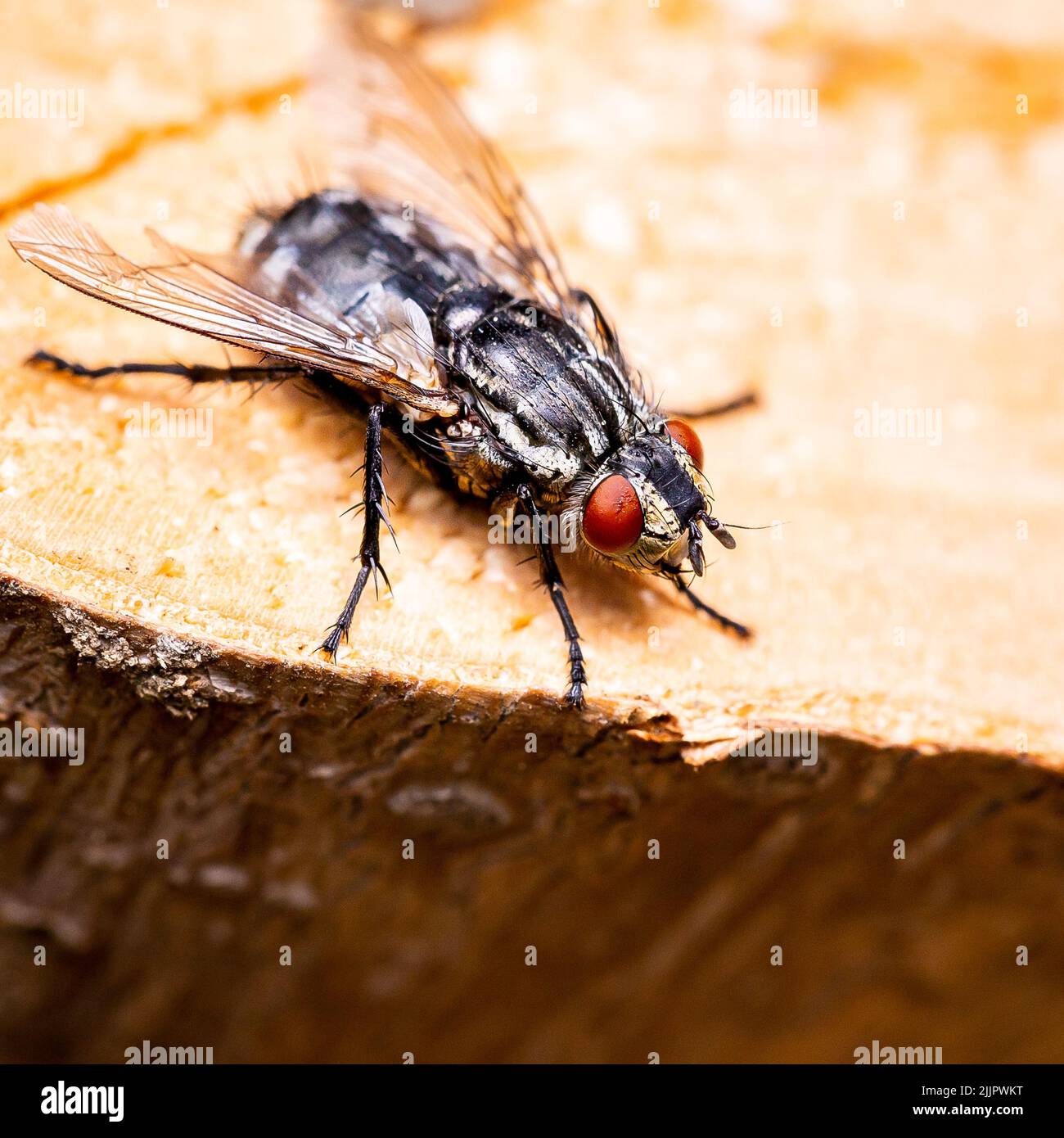 Un primo colpo di una mosca che riposa su un bosco sotto il sole Foto Stock