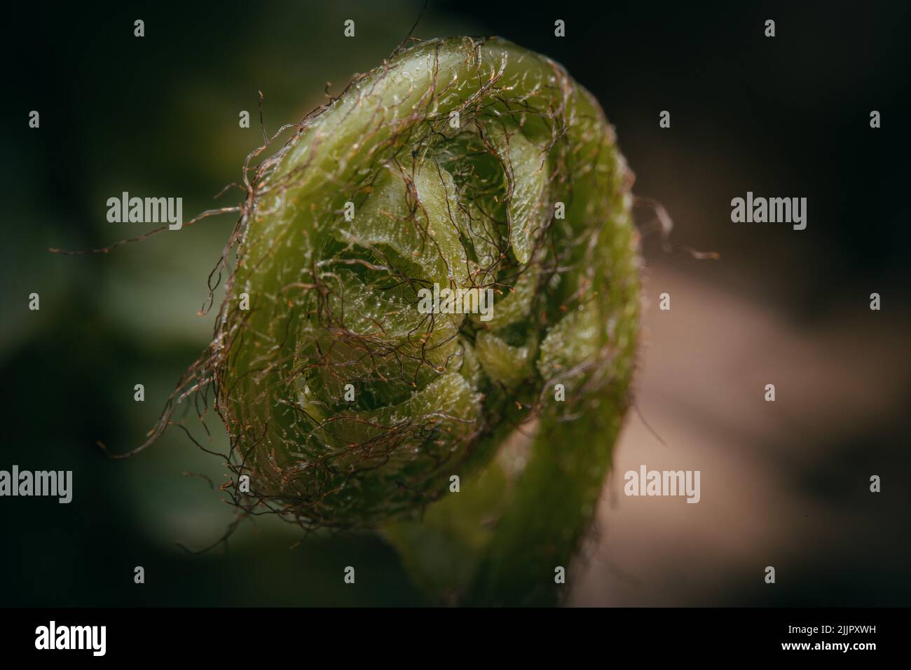 Un primo piano della texture di una felce verde contro uno sfondo sfocato Foto Stock