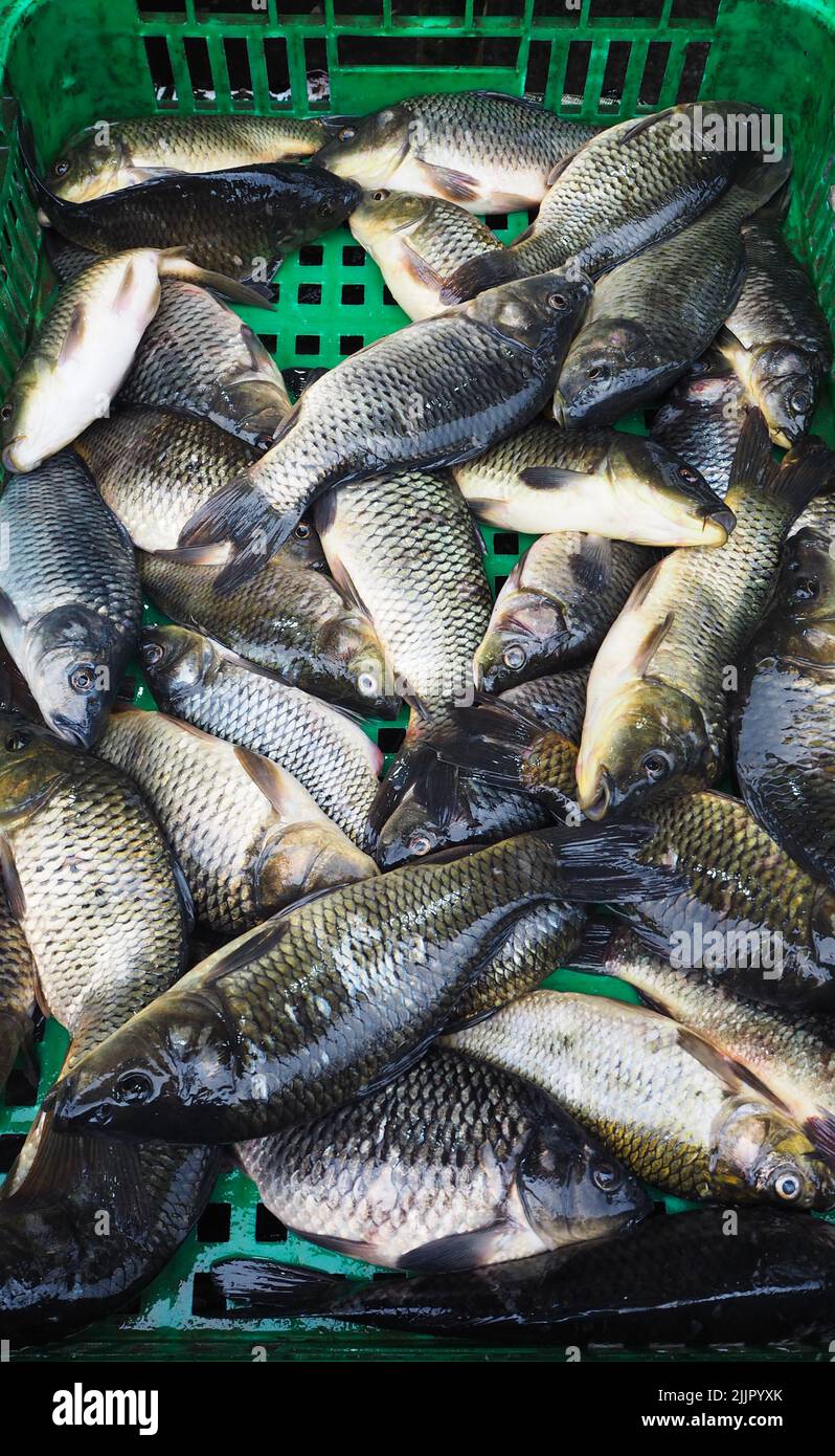 Un primo piano verticale di una pila di pesci crudi in vendita nel cestino verde Foto Stock