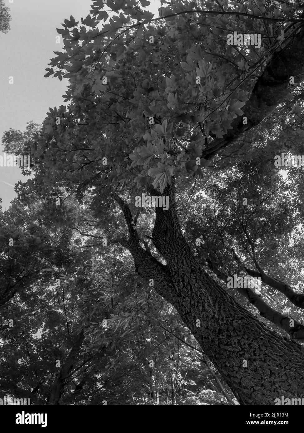 Un'immagine verticale a basso angolo in scala di grigi di un albero di tulipani Foto Stock