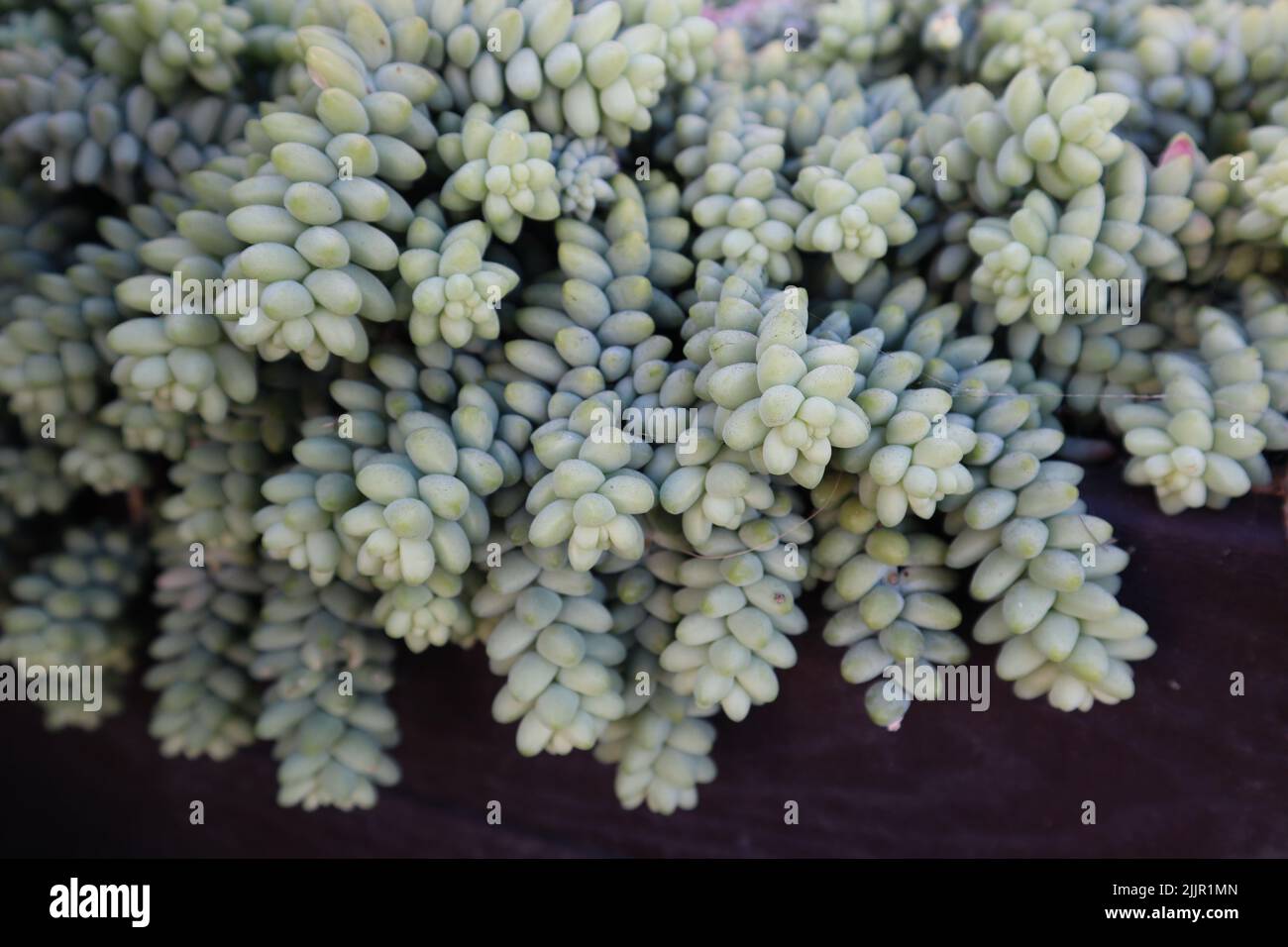 Un primo piano di pianta succulenta testurizzata che cade sopra recinzione Foto Stock