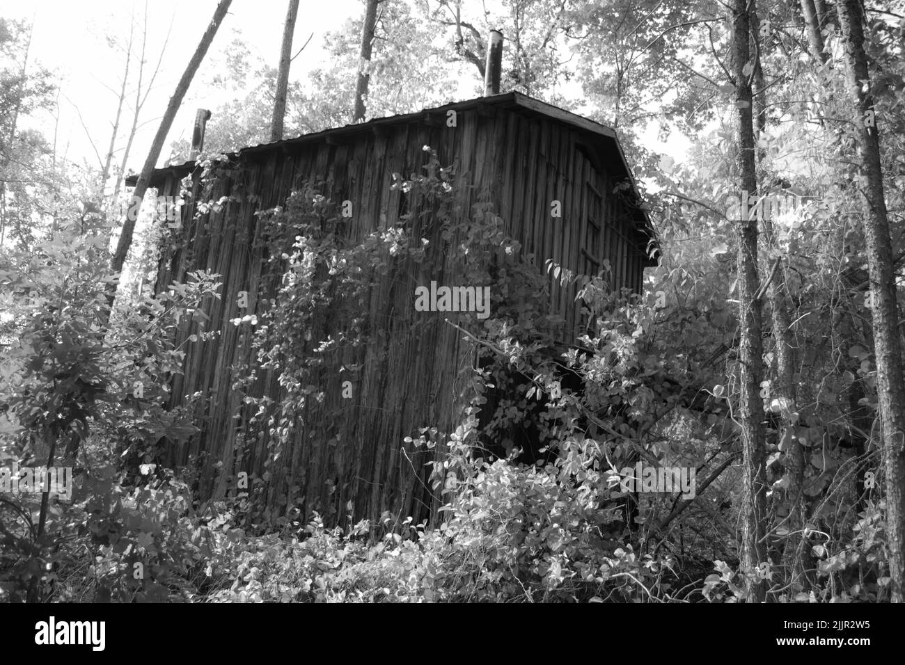 Un colpo bianco e nero di un piccolo villaggio rurale in legno in una foresta sotto la luce del sole Foto Stock