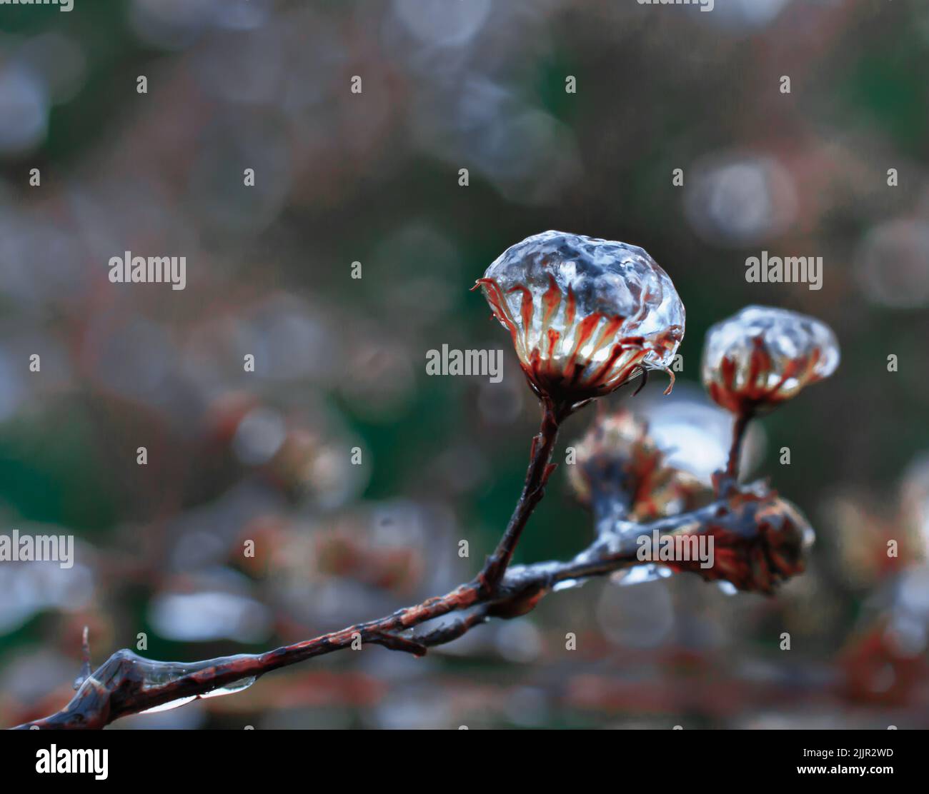 Un primo piano di un albero ghiacciato fiori in fiore su uno sfondo sfocato Foto Stock