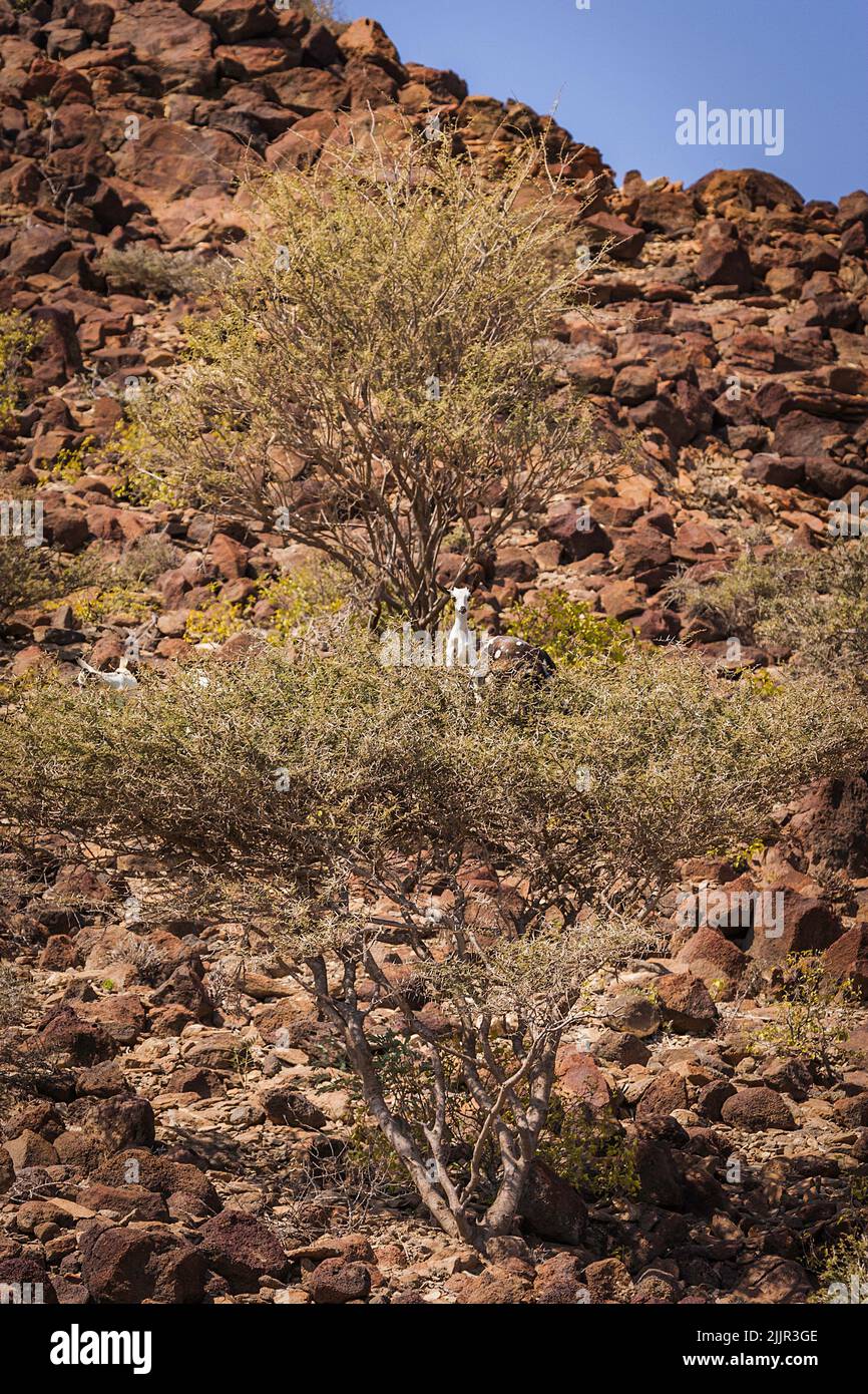 Pastori a Gibuti che pongono le loro capre su alberi di Acacia quando prendono la loro pausa da qualche parte all'ombra nelle vicinanze Foto Stock