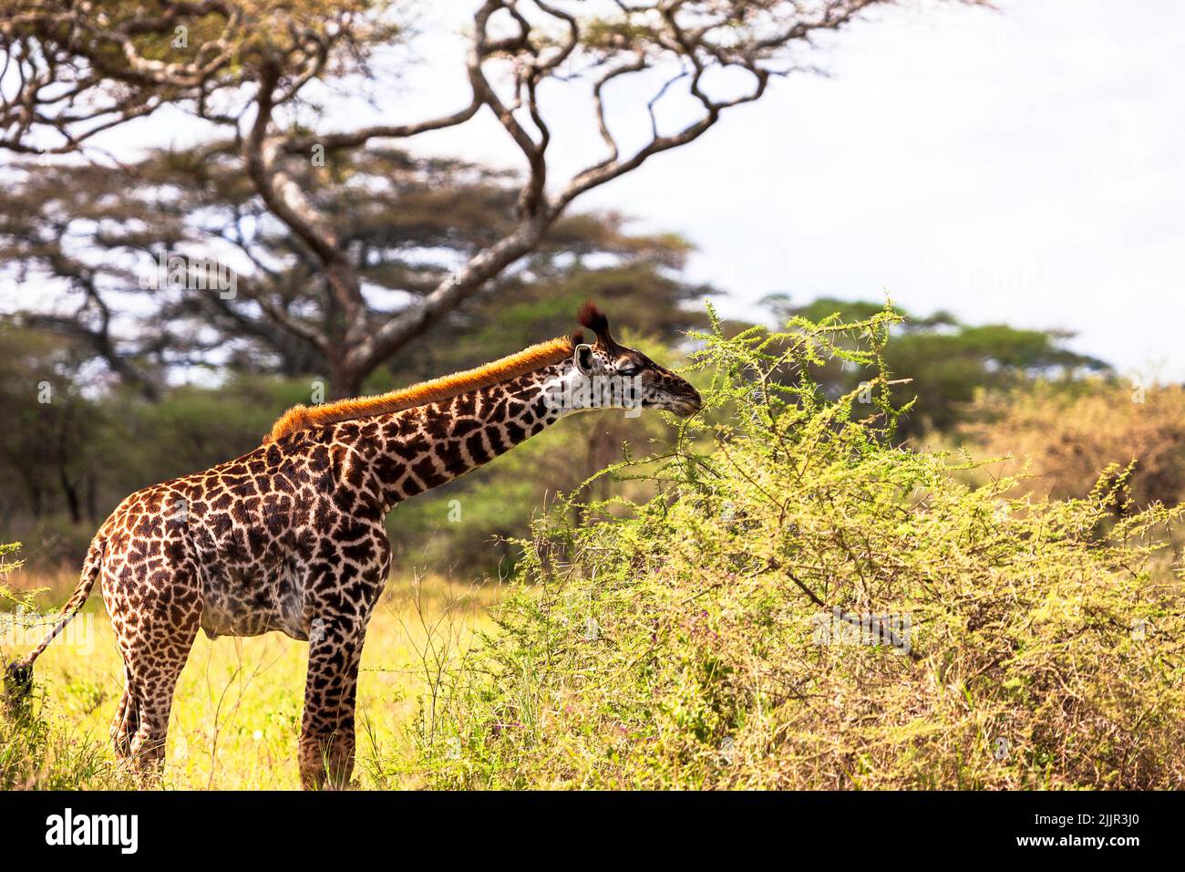 Giovane giraffa vitello munching fresco foglie di acacia nel Serengeti, Tanzania Foto Stock