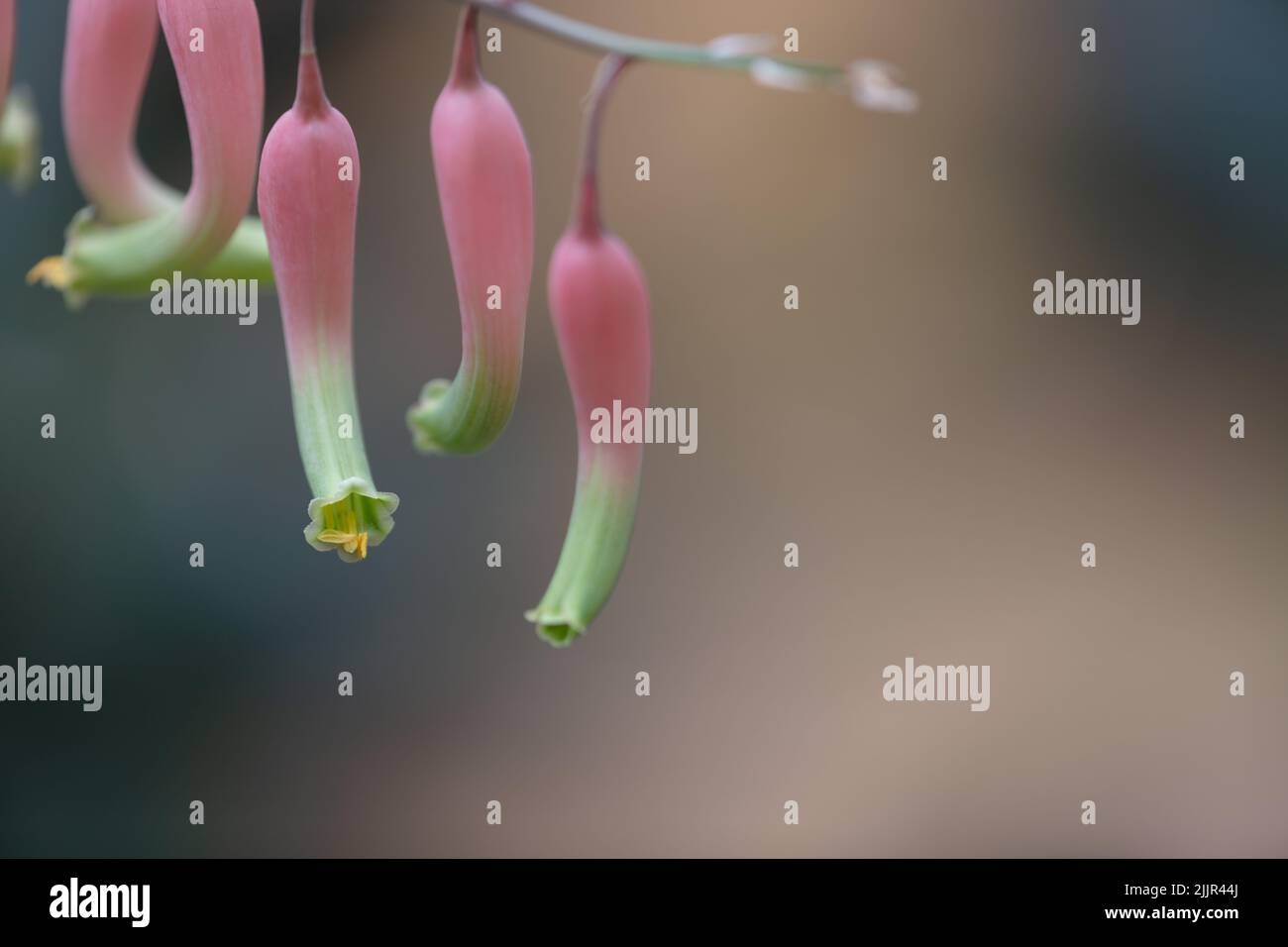 Macroscopa di piccole campane appese su un piccolo brunch di fiori. Uno dei fiori nel Parco di Hong Kong Foto Stock