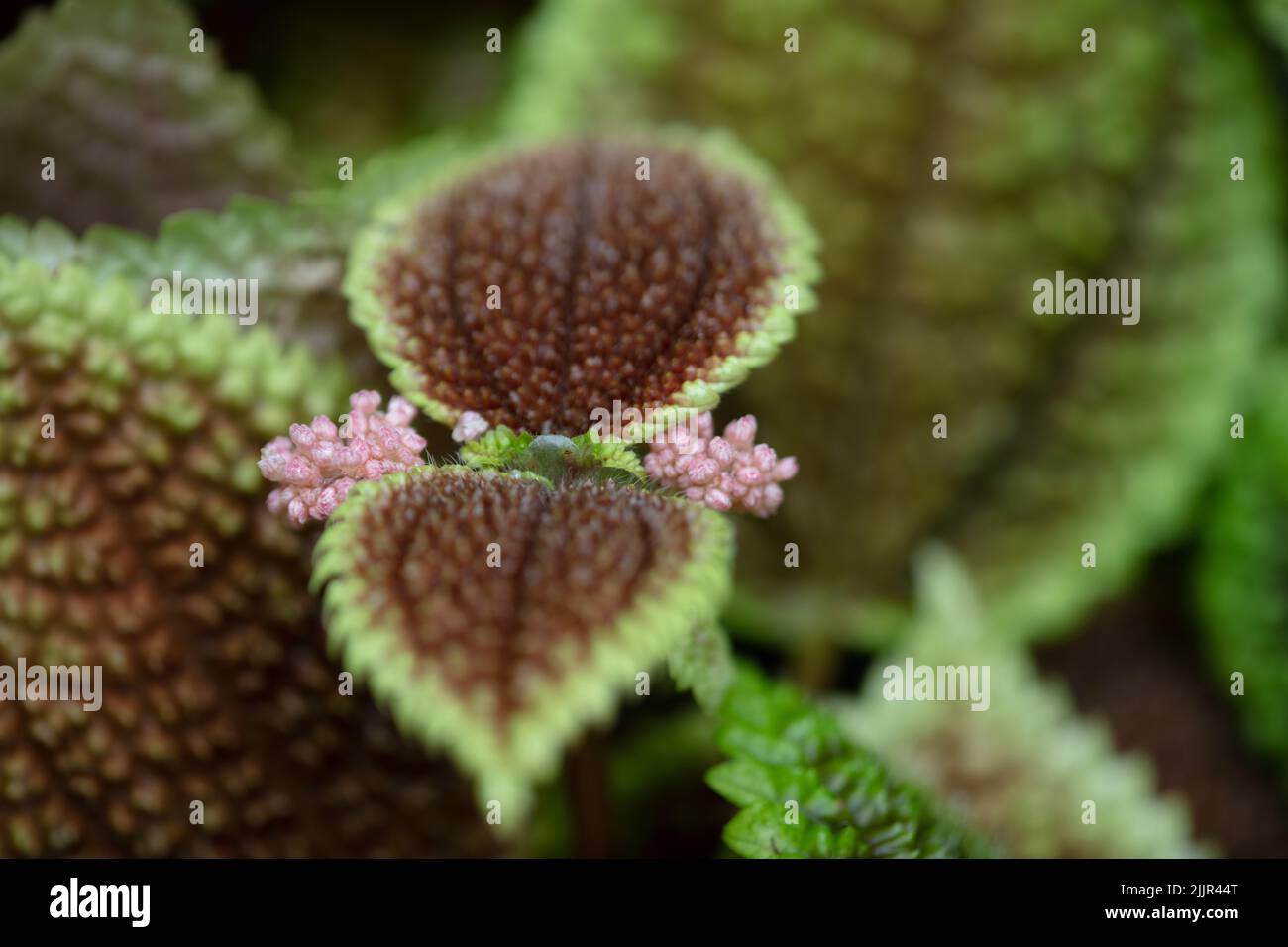 Foto macro di un fiore all'Hong Kong Park. Marrone con foglie di circuito verde e fiore rosa Foto Stock