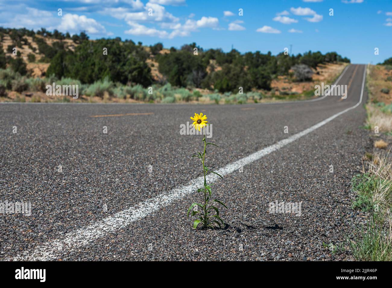 Forte giallo Daisy fiore che cresce attraverso Asphalt, Arizona, Stati Uniti d'America Foto Stock