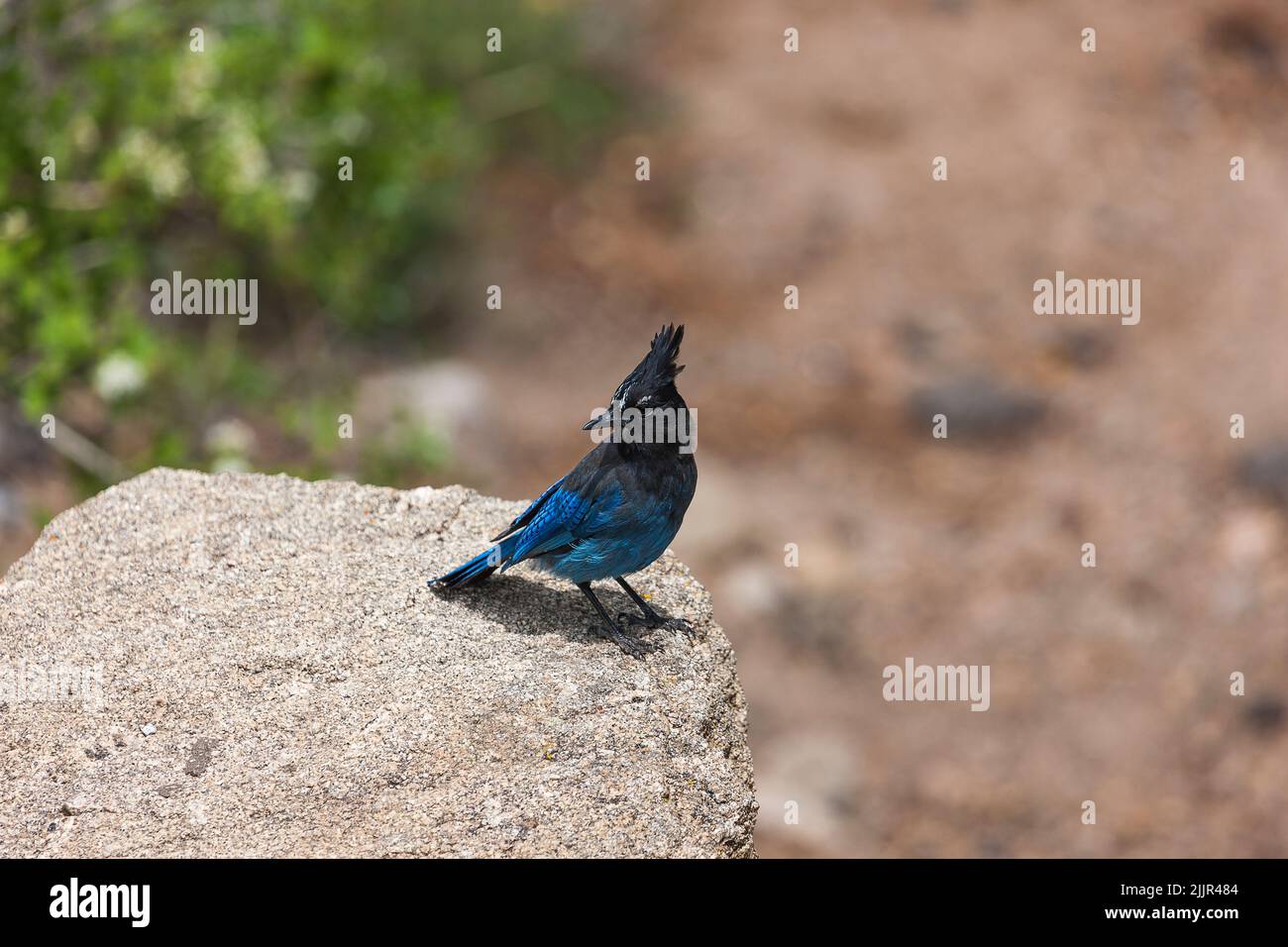 Steller's Jay è una jay originaria del Nord America occidentale, strettamente legata alla jay blu che si trova nel resto del continente Foto Stock