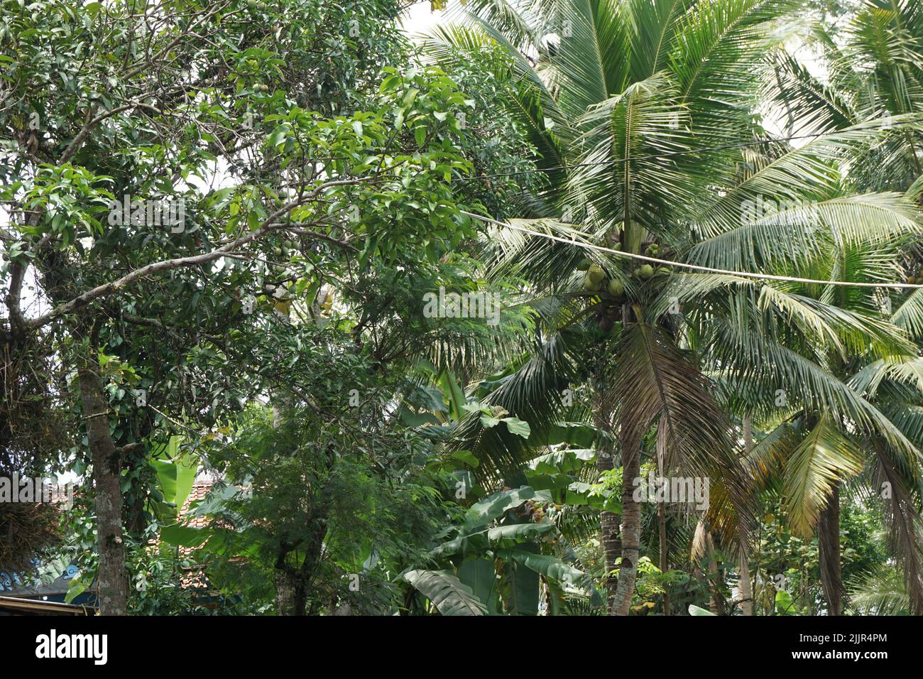 Una splendida vista sulle palme da cocco in una giornata di sole Foto Stock