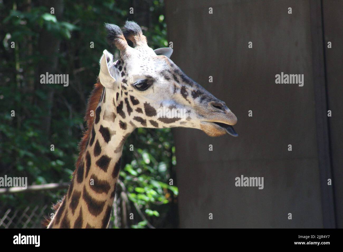 Un primo piano di una giraffa con la lingua fuori Foto Stock