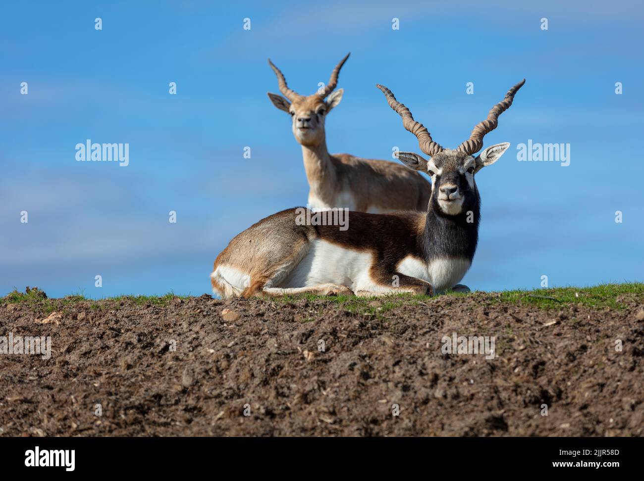 Due Thomson Gazelle che si riposano mentre si posa per la fotocamera Foto Stock