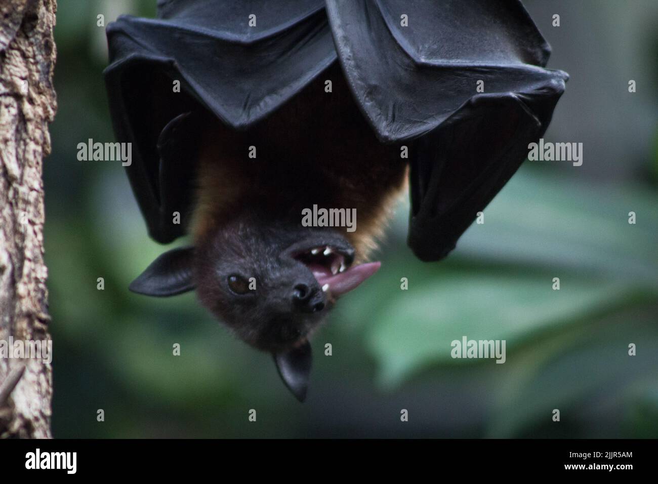 Un pipistrello appeso su un albero nello zoo di Wilhelma a Stoccarda, Bad Cannstatt Foto Stock