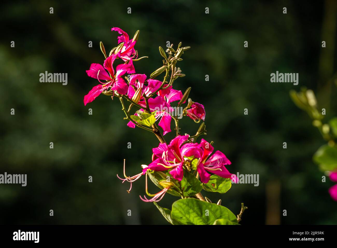 Un fiore di bauhinia rosa in fiore, con uno sfondo verde e poco chiaro Foto Stock