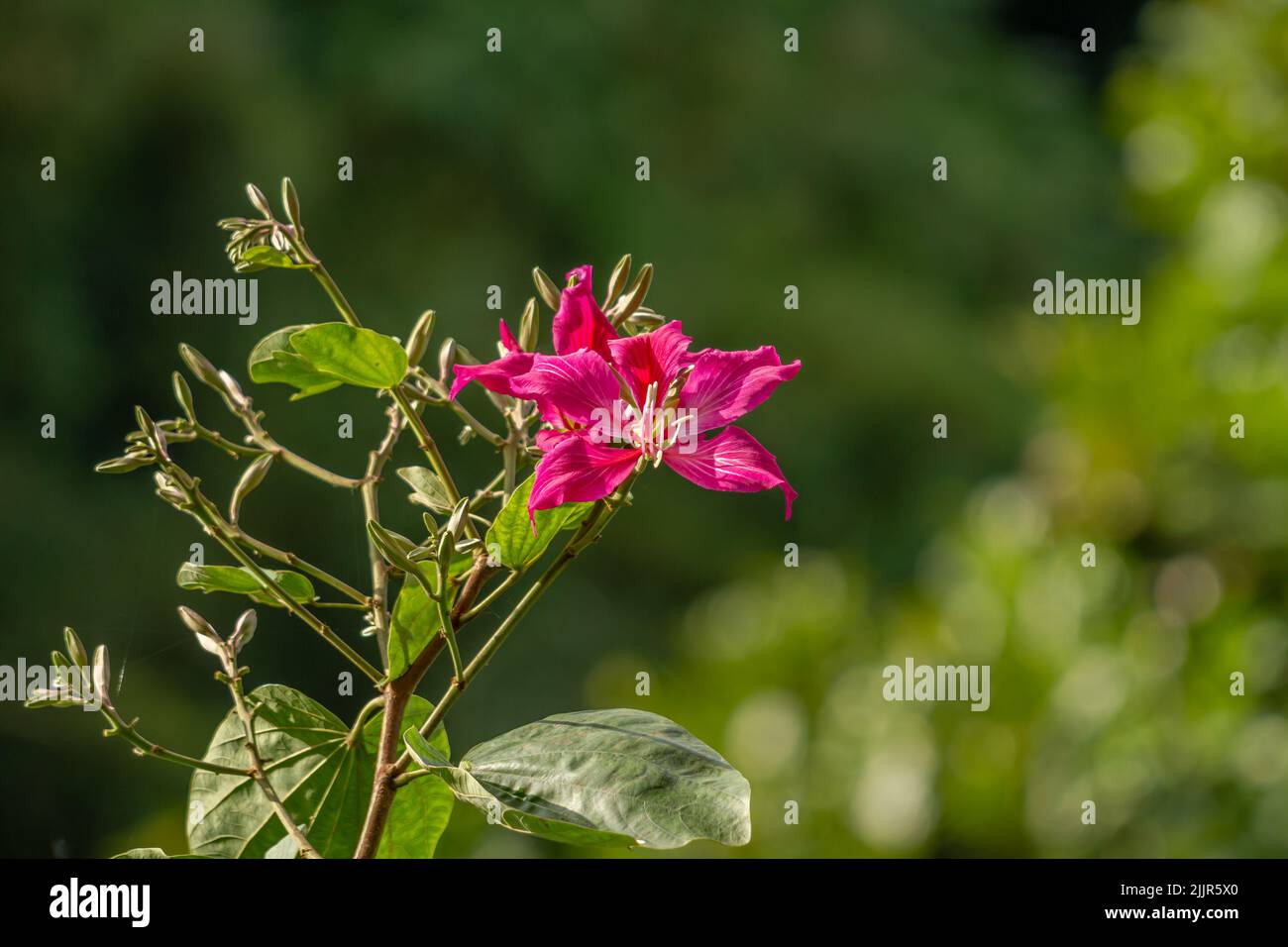Un fiore di bauhinia rosa in fiore, con uno sfondo verde e poco chiaro Foto Stock