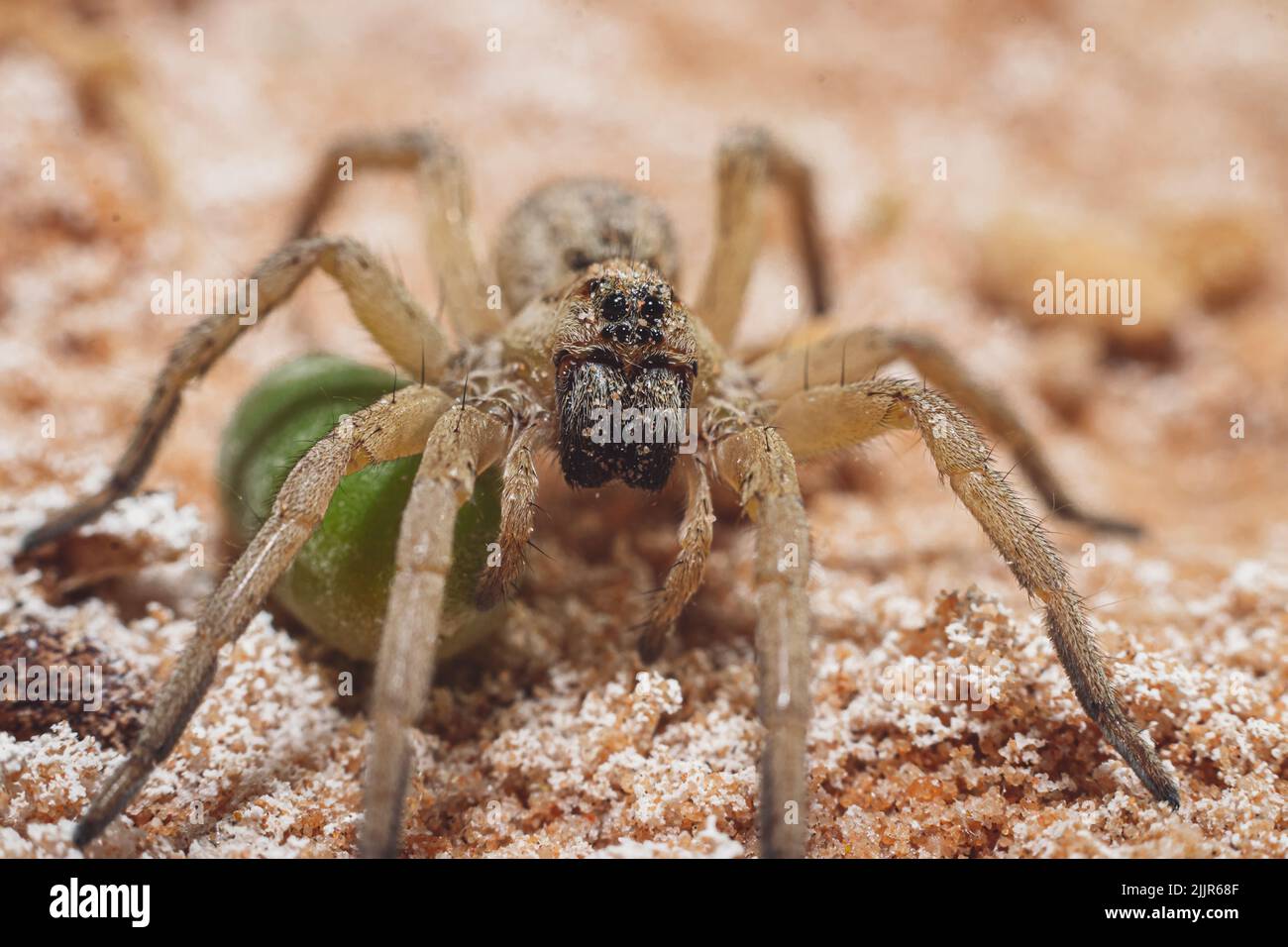 Primo piano di un ragno di lupo nel deserto su uno sfondo sfocato Foto Stock