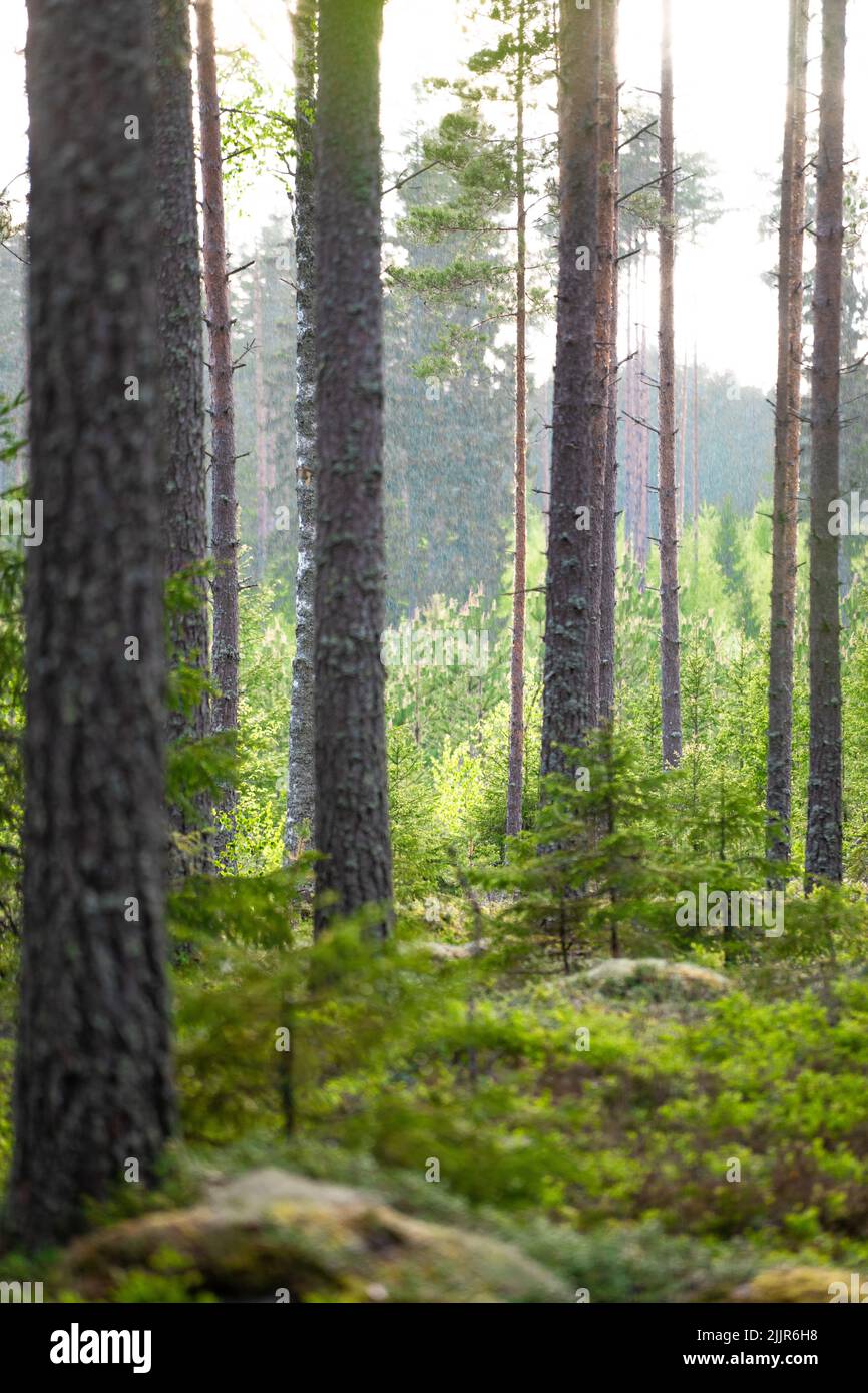 Un colpo verticale di alberi sottili in una foresta erbosa Foto Stock