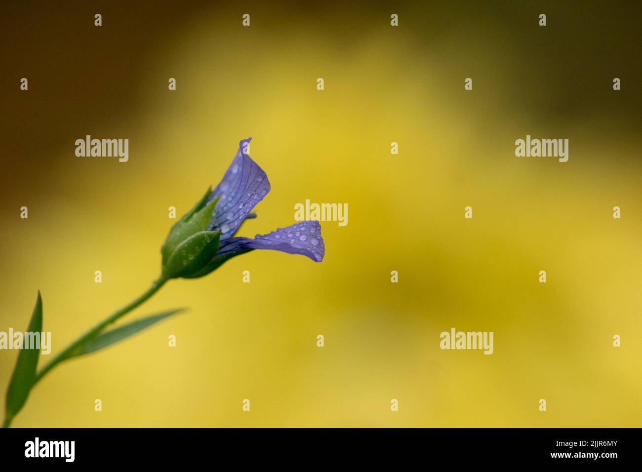 Un primo piano di un fiore di lino viola (Linum usitatissimum) con rugiada Foto Stock