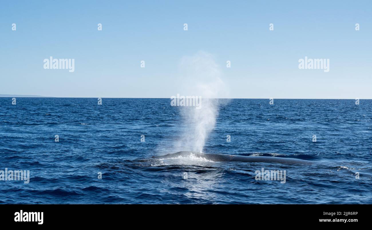 Una balena nell'oceano che riceve un po' di aria attraverso la sua fioritura vicino all'Isola di Maui, Hawaii Foto Stock