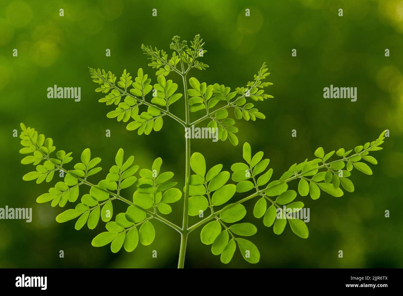 Un primo piano delle foglie verdi di un albero di Moringa oleifera Foto Stock