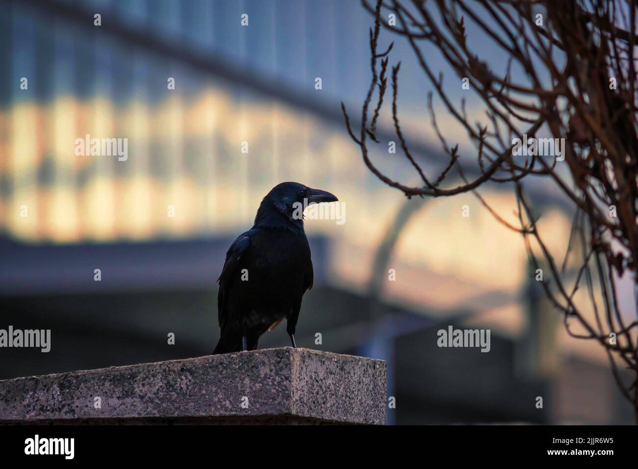 Un poco profondo fuoco di un corvo nero in posa sulla pietra Foto Stock