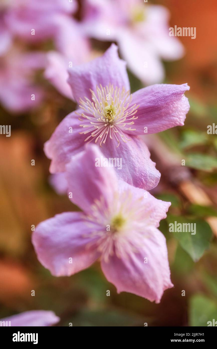 Bellissimi, colorati e vivaci fiori rosa che crescono in un giardino in una soleggiata primavera al di fuori. Primo piano di clematis viticella o pelle italiana da Foto Stock