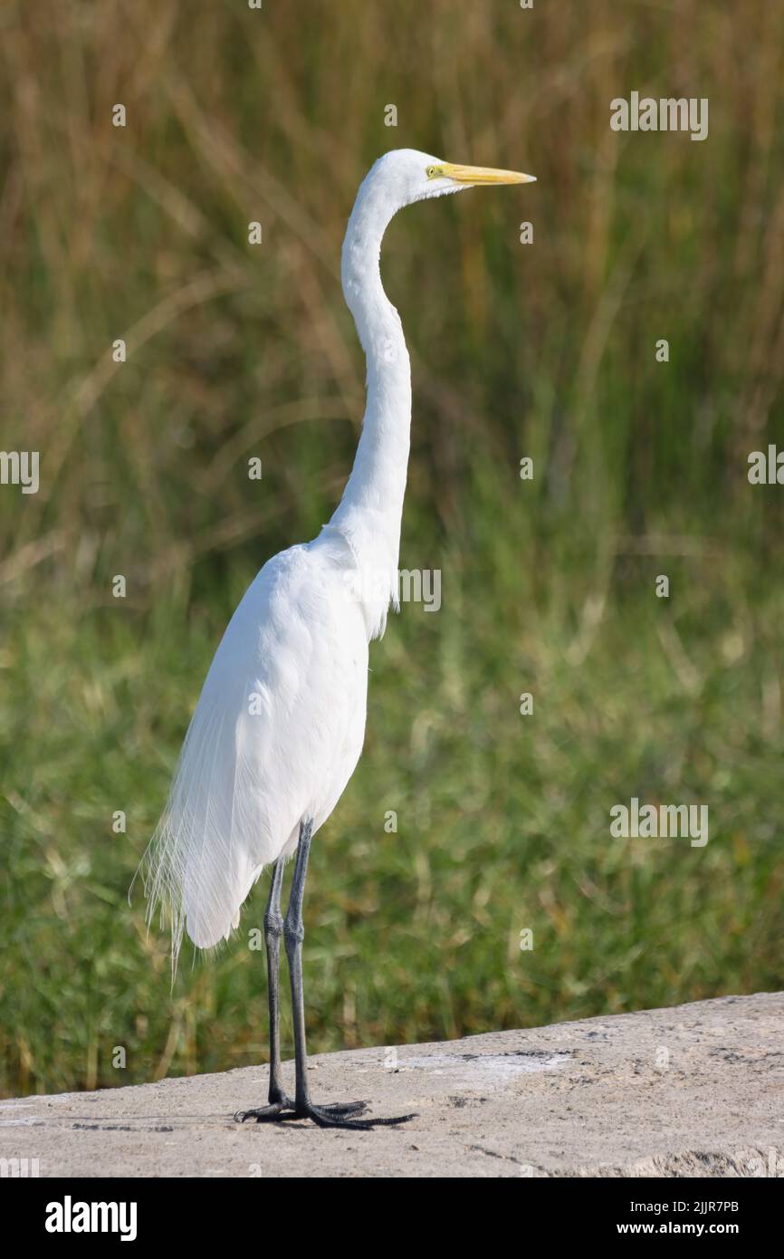 Una grande egretta (Ardea alba), conosciuta anche come comune egretta e grande airone bianco in acqua Foto Stock