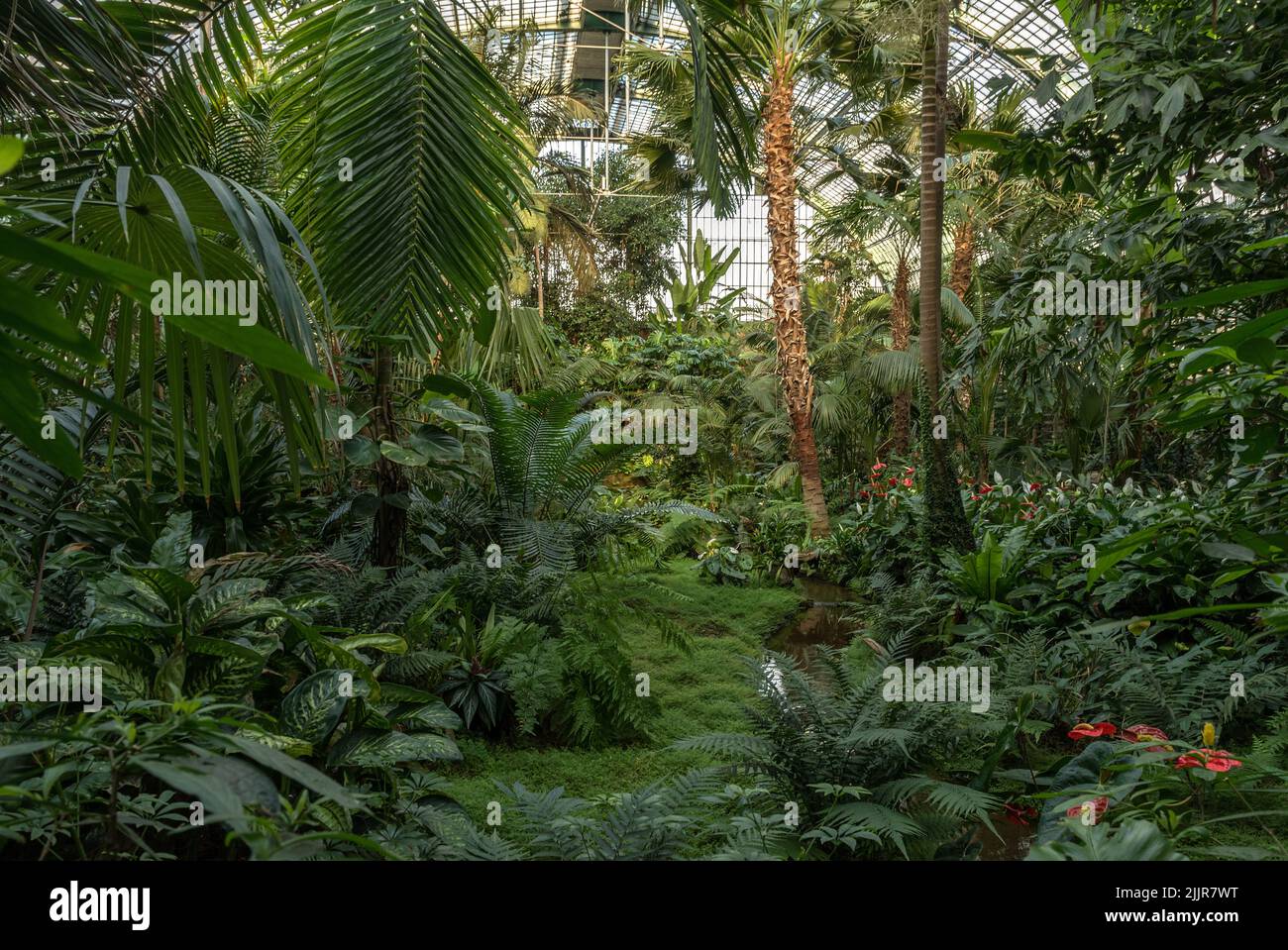 Splendide piante tropicali nel Palmengarten a Francoforte, Germania Foto Stock