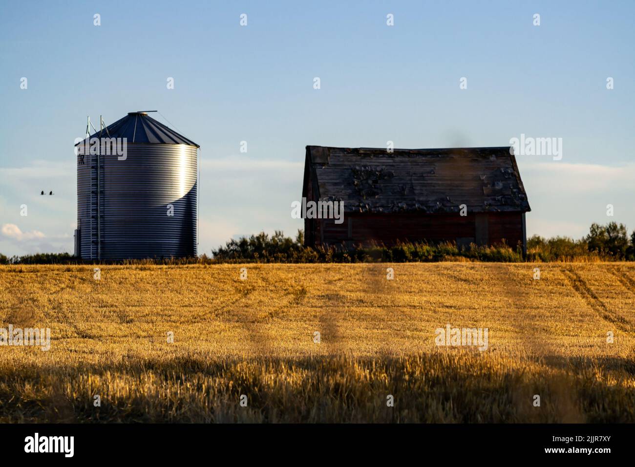 Una vista panoramica di piante secche in un campo contro un fienile e un silo in una giornata di sole Foto Stock