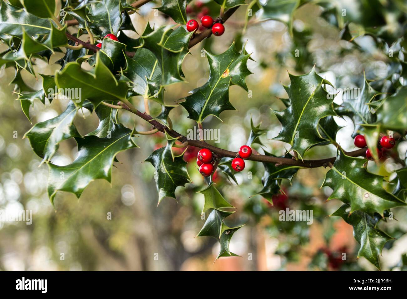 Un primo piano di pianta sacra contro sfondo sfocato Foto Stock