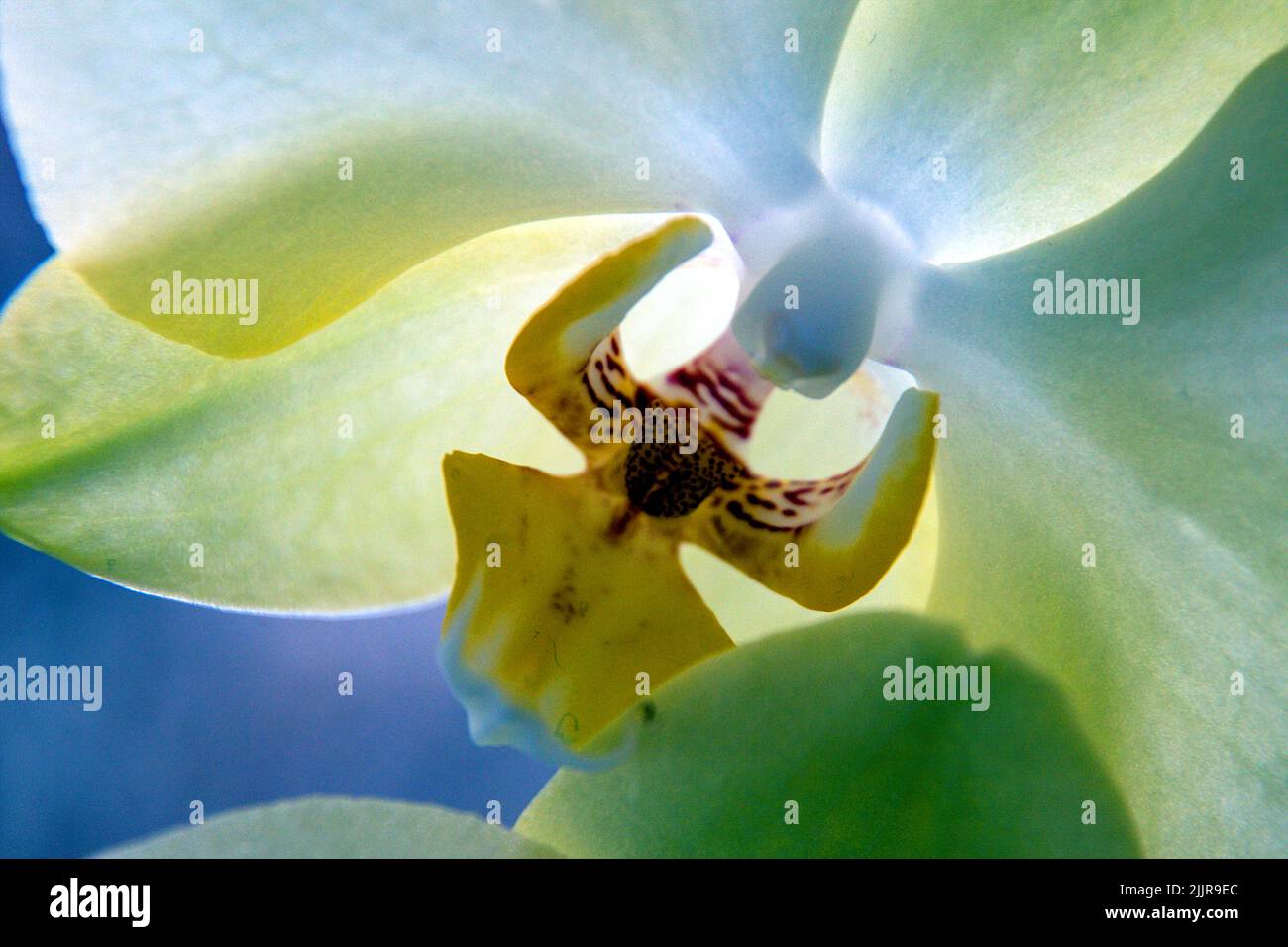 Primo piano di un'orchidea bianca con pistil giallo Foto Stock