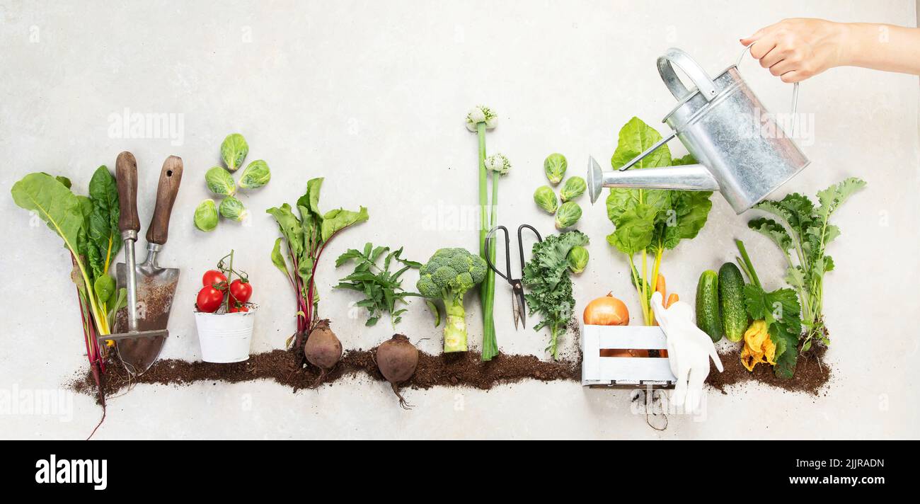 Ortaggi coltivati in compost, compresi patate, lattuga, insalata, broccoli e barbabietole su sfondo bianco. Vista dall'alto. Foto Stock