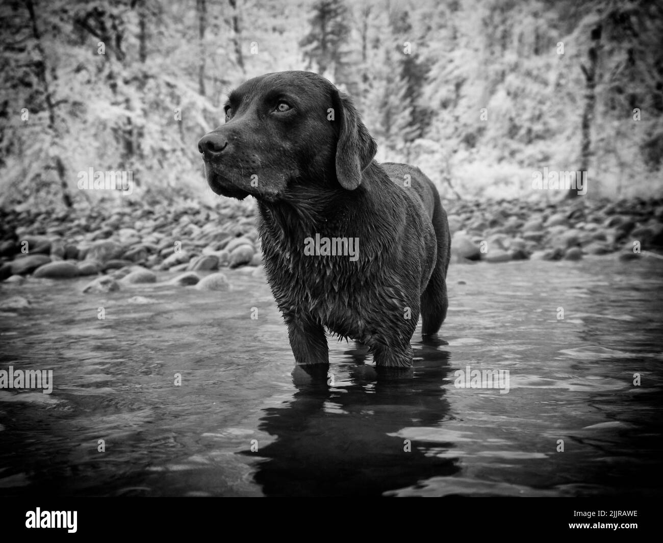Un cane nero Labrador Retriever in un lago in una foresta invernale Foto Stock